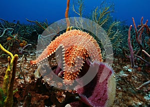 Sea Star and Sponge - Cozumel, Mexico