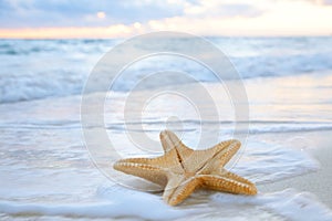 Sea star starfish on beach, blue sea