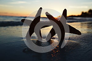 Sea star starfish Silhouette on sunrise beach
