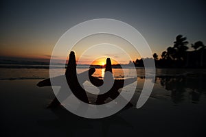 Sea star starfish Silhouette on sunrise beach