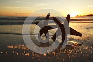 Sea star starfish Silhouette on sunrise beach