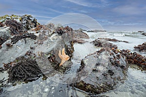 Sea star in tide pool seascape