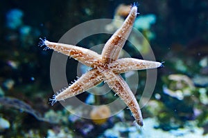 Sea star underwater