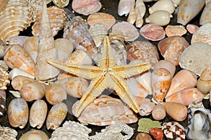 Sea star and various shells