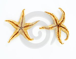 Sea star on white background