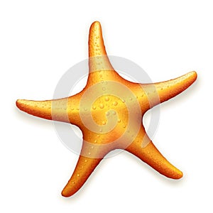 Sea Starfish photo