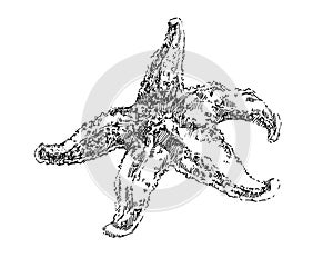 Sea starfish graphic illustration sketch