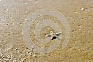 Sea starfish