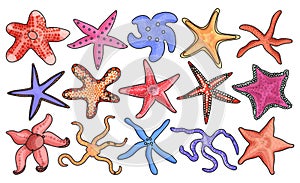 Sea starfish vector color set icon. Vector illustration marine star on white background. Isolated color set icon sea starfish