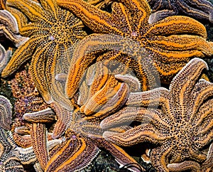 Sea stars