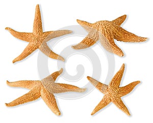 Sea stars