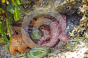 Sea stars anemone and kelp at a Pacific coast beach