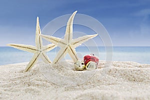 Sea stars and christmas bells on beach