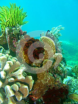 Sea Stars and Hard corals