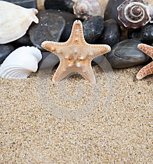 Sea stars rocks and shells