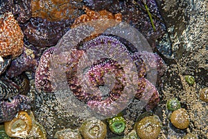 Sea Stars and Sea Anemones from Oregon Coast