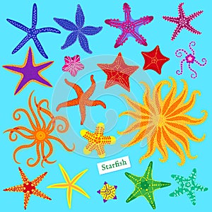 Sea stars set. Multicolored starfish. Starfishes underwater invertebrate animal. Vector illustration