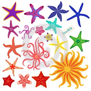 Sea stars set. Multicolored starfish on a white background. Starfishes underwater invertebrate animal. Vector