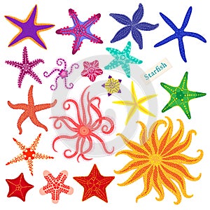 Sea stars set. Multicolored starfish on a white background. Starfishes underwater invertebrate animal. Vector photo