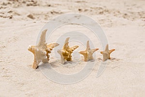 4 sea stars standing in row on golden sand near sea. Family summer vacation concept