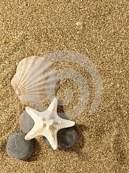 Sea still life over sand.