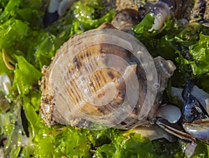 Sea still life. Seashell on green seaweed.