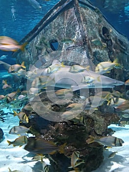 Sea stingray fish aquarium zoo Gatlinburg Tennessee