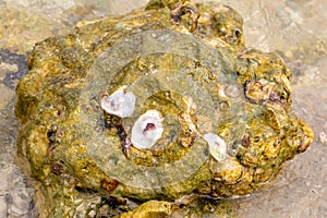 Sea stone on sand covered with seaweed shells ocean life background design tropical beach