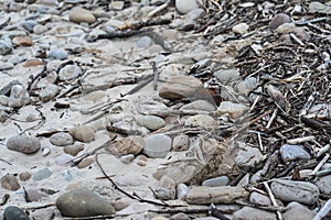 sea stones and boughs background