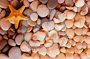 Sea stones, cockleshells and starfish