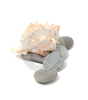 Sea Stones And Shell