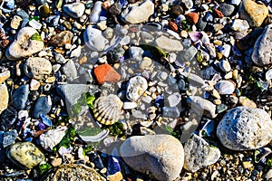 Sea stones and shells