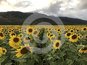 The sea of sunflowers.