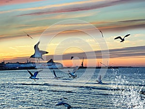 Sea sunset colorful sky, birds fly in harbor,water splash  light reflection on seawater, Ship on horizon , blue sky and pink fluff