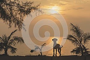 Sea sunset. Silhouette of a dog on the background of a sea sunset