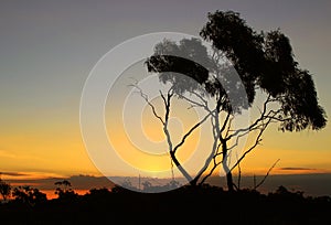 Sea sunset and tree