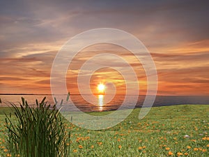 Sea sunset wild flowers   chamomile,lavander  field ,water sunlight reflection nature landscape countryside