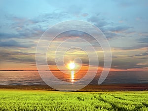 Sea sunset wild flowers   chamomile,lavander  field ,water sunlight reflection nature landscape countryside