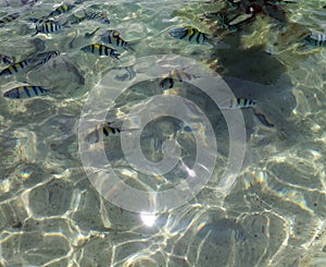 Sea surface aerial view of crystal clear rippled sea water reflect light and clownfish on beach shallow water for background,Krabi