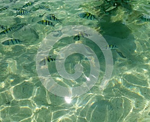 Sea surface aerial view of green turquoise rippled sea water reflect light and clownfish on beach shallow water for background