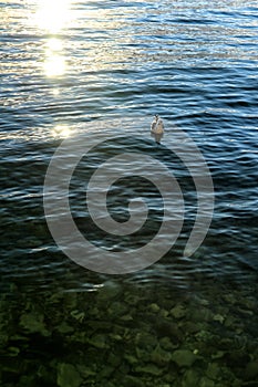 Sea surface with the sun and single seagull on clear water