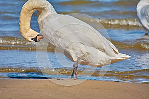 Sea swans on the coast of the Baltic Sea.