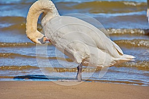 Sea swans on the coast of the Baltic Sea.