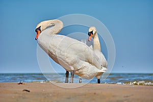 Sea swans on the coast of the Baltic Sea.