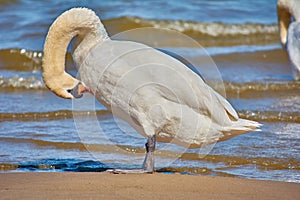 Sea swans on the coast of the Baltic Sea.