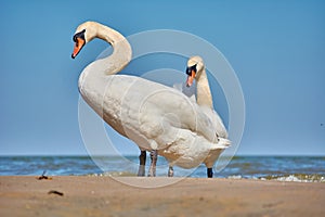 Sea swans on the coast of the Baltic Sea.