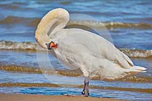 Sea swans on the coast of the Baltic Sea.