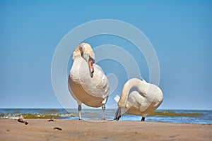 Sea swans on the coast of the Baltic Sea.