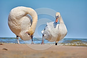 Sea swans on the coast of the Baltic Sea.