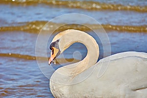 Sea swans on the coast of the Baltic Sea.